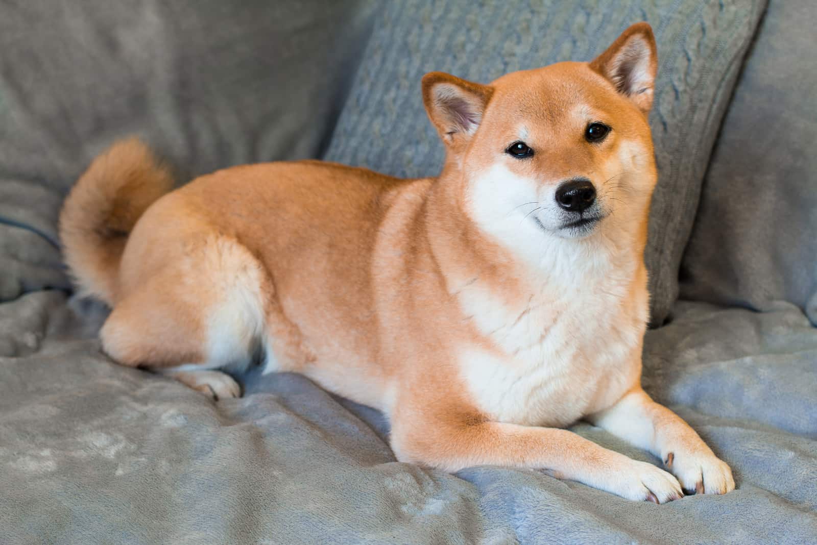How high is shiba inu expected to go